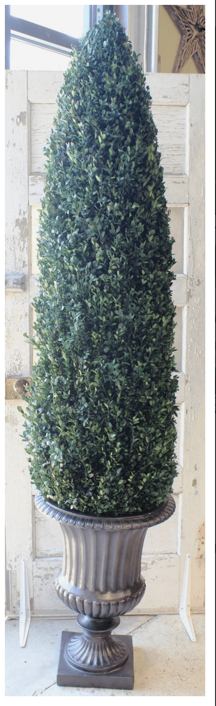 72 inch   Boxwood Cone Topiary
